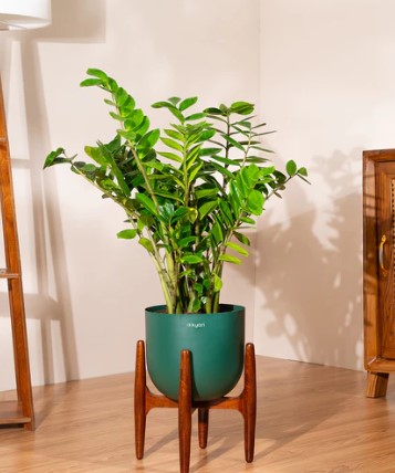ZZ Green with Metal Self Watering Pot