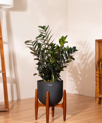 ZZ Black with Metal Self Watering Pot