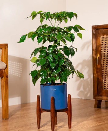 China Doll with Metal Self Watering Pot