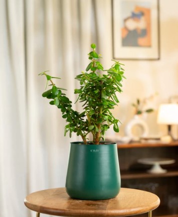 Lucky Jade Plant with Medium Metal Self Watering Pot