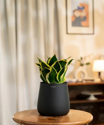 Golden Hahnii Snake Plant with Medium Metal Self Watering Pot