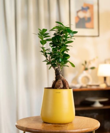 Lucky Bonsai Plant with Medium Metal Self Watering Pot
