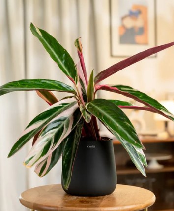 Calathea Triostar Plant with Medium Metal Self Watering Pot