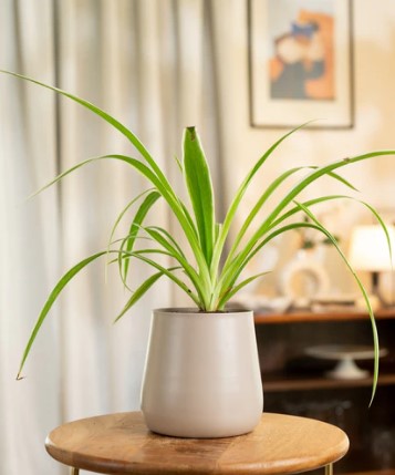 Spider Plant with Medium Metal Self Watering Pot