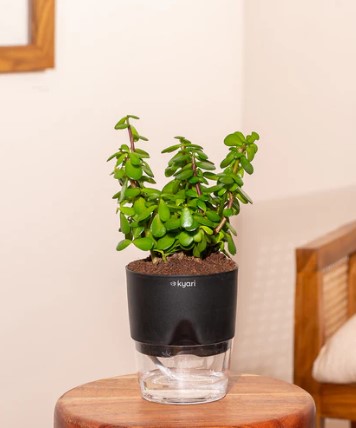 Lucky Jade Plant With Self Watering Pot