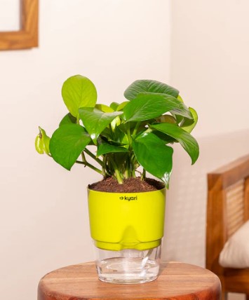 Golden Money Plant With Self Watering Pot