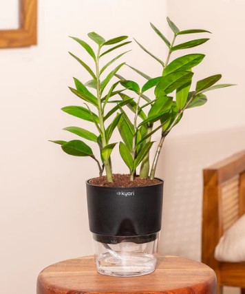 Zamia Green - ZZ Plant With Self Watering Pot