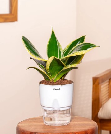 Golden Hahnii Snake Plant With Self Watering Pot