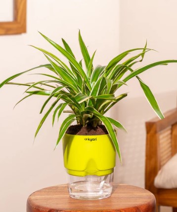 Spider Plant With Self Watering Pot