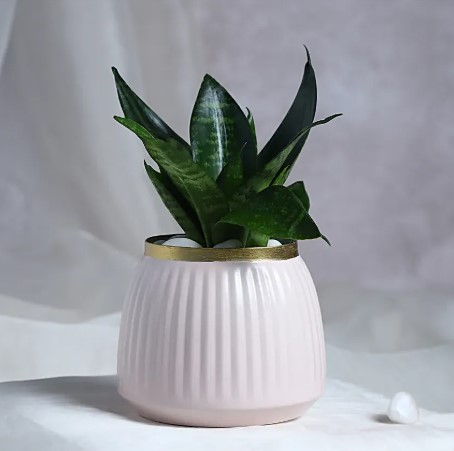 Leafy Luxuries